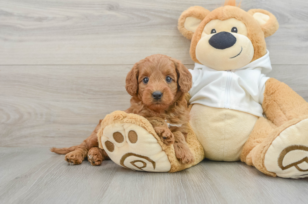 7 week old Mini Goldendoodle Puppy For Sale - Seaside Pups