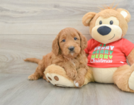 5 week old Mini Goldendoodle Puppy For Sale - Seaside Pups