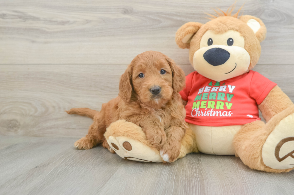 6 week old Mini Goldendoodle Puppy For Sale - Seaside Pups