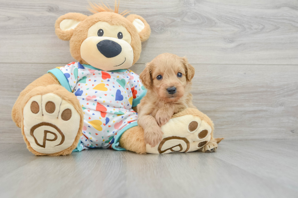 5 week old Mini Goldendoodle Puppy For Sale - Seaside Pups