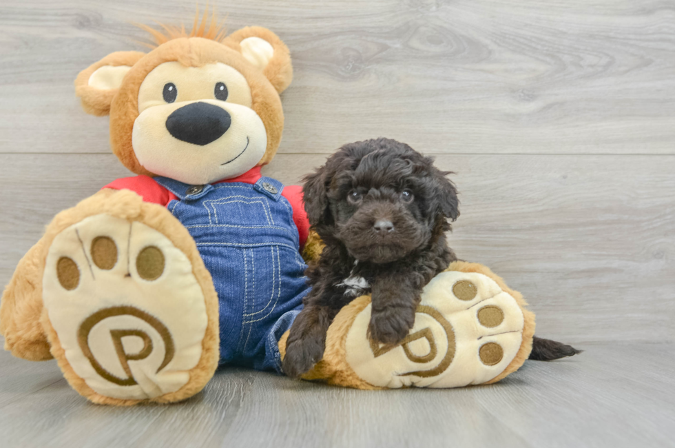 6 week old Mini Goldendoodle Puppy For Sale - Seaside Pups