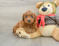 7 week old Mini Goldendoodle Puppy For Sale - Seaside Pups