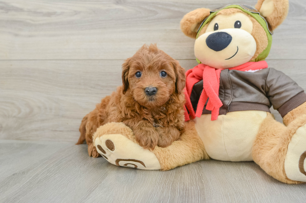 5 week old Mini Goldendoodle Puppy For Sale - Seaside Pups