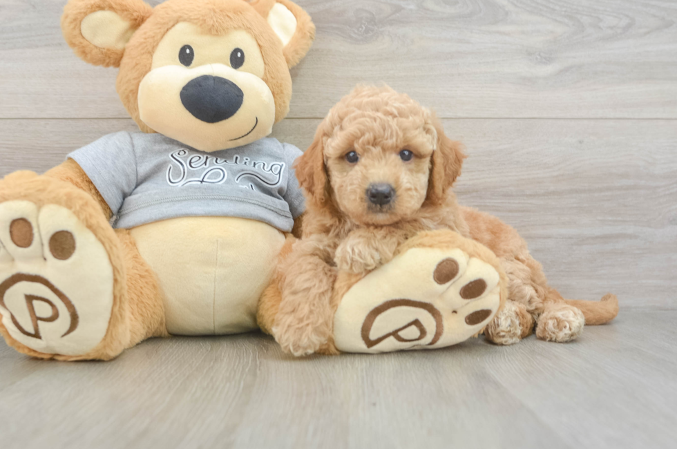 6 week old Mini Goldendoodle Puppy For Sale - Seaside Pups