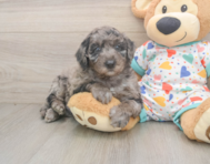 5 week old Mini Goldendoodle Puppy For Sale - Seaside Pups