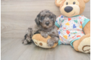Mini Goldendoodle Pup Being Cute