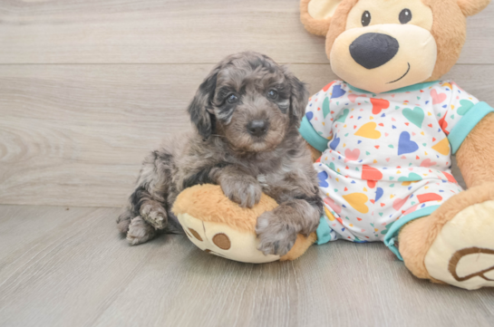 Mini Goldendoodle Pup Being Cute