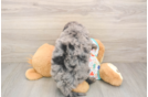 Fluffy Mini Goldendoodle Poodle Mix Pup