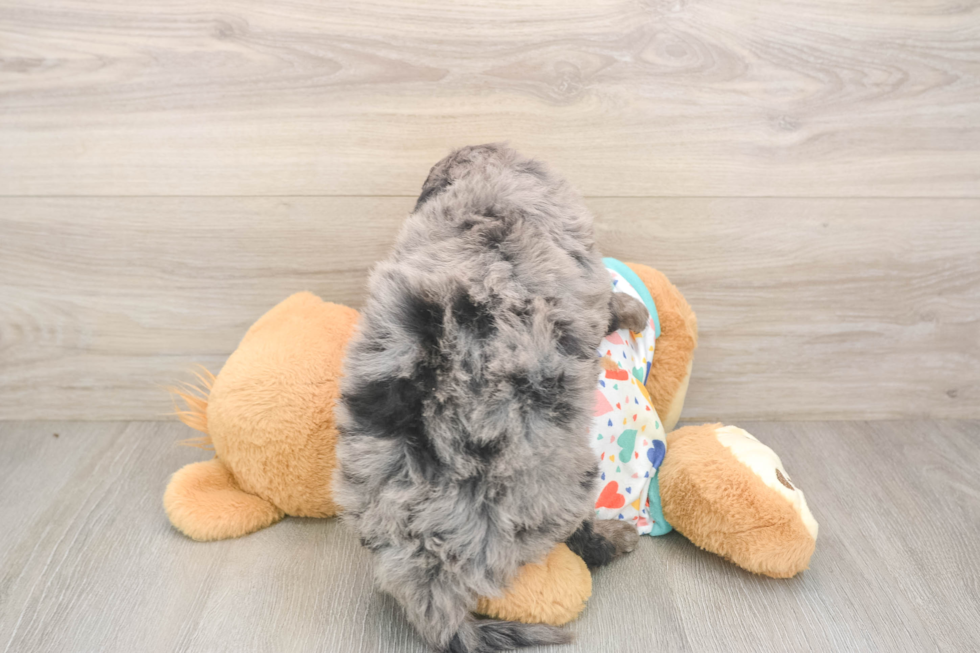 Fluffy Mini Goldendoodle Poodle Mix Pup