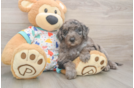 Mini Goldendoodle Puppy for Adoption