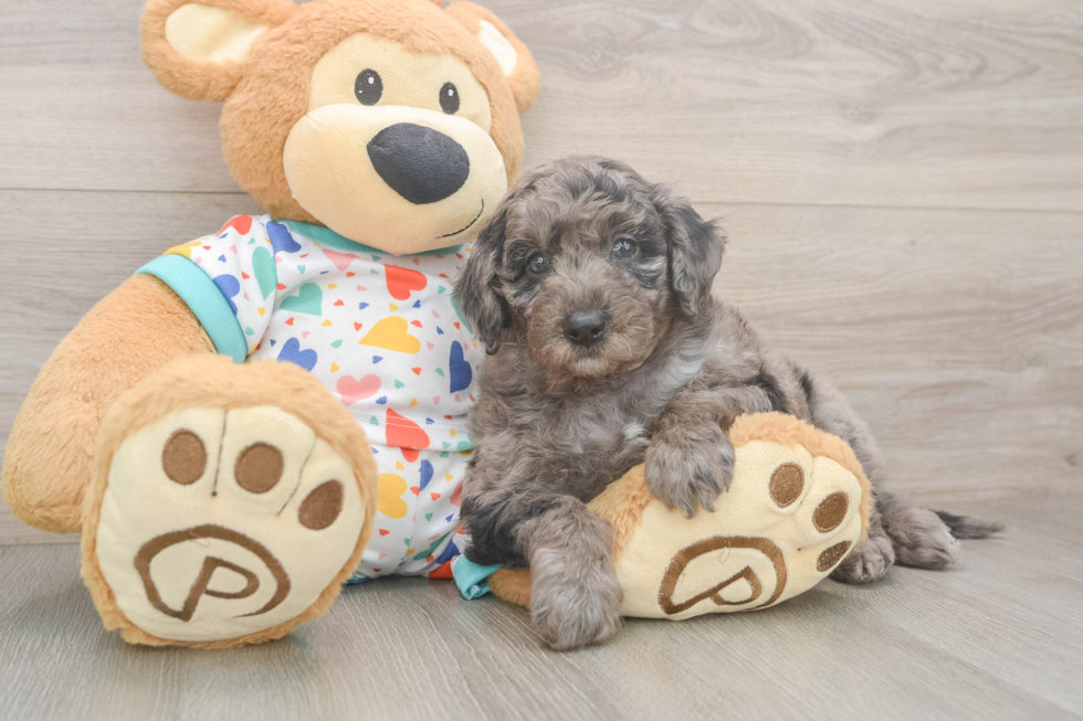 Mini Goldendoodle Puppy for Adoption