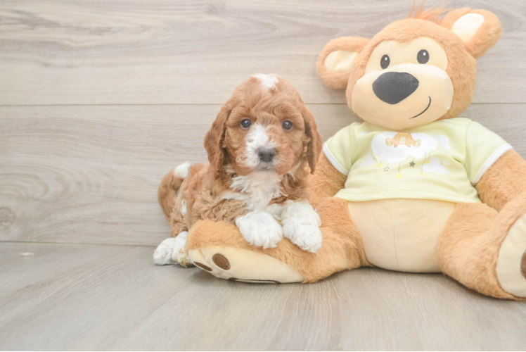 Mini Goldendoodle Pup Being Cute
