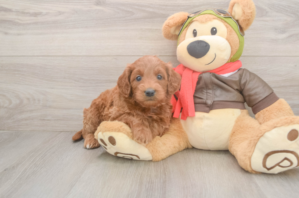 5 week old Mini Goldendoodle Puppy For Sale - Seaside Pups
