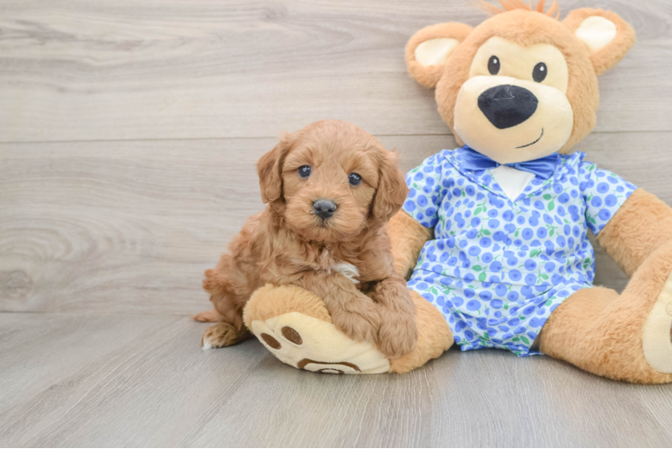 Funny Mini Goldendoodle Poodle Mix Pup
