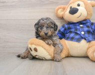 8 week old Mini Goldendoodle Puppy For Sale - Seaside Pups