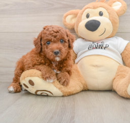 6 week old Mini Goldendoodle Puppy For Sale - Seaside Pups