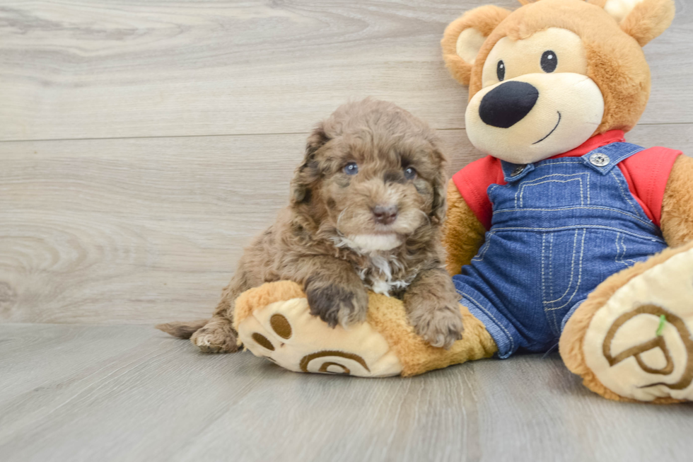 Cute Mini Goldendoodle Baby