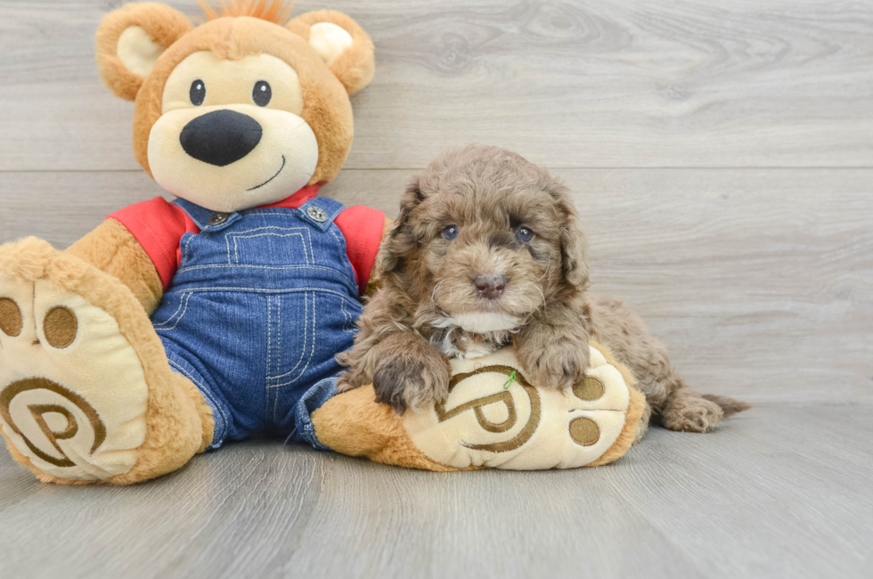 6 week old Mini Goldendoodle Puppy For Sale - Seaside Pups