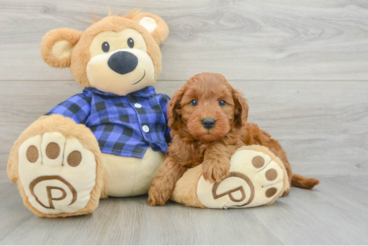 Friendly Mini Goldendoodle Baby
