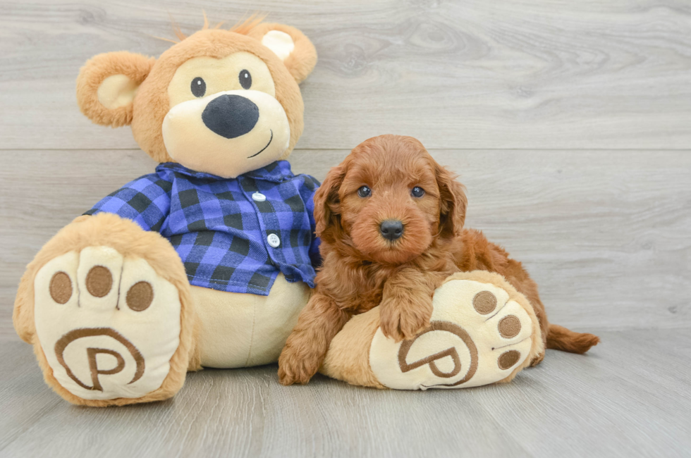 7 week old Mini Goldendoodle Puppy For Sale - Seaside Pups