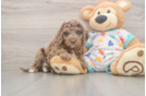 Best Mini Goldendoodle Baby