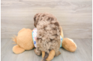 Playful Mini Groodle Poodle Mix Puppy