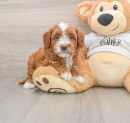 6 week old Mini Goldendoodle Puppy For Sale - Seaside Pups