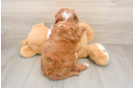 Best Mini Goldendoodle Baby
