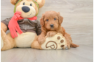 Petite Mini Goldendoodle Poodle Mix Pup