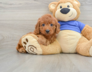 7 week old Mini Goldendoodle Puppy For Sale - Seaside Pups