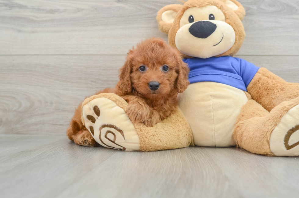 7 week old Mini Goldendoodle Puppy For Sale - Seaside Pups