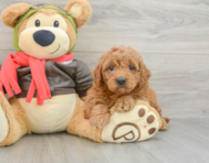 7 week old Mini Goldendoodle Puppy For Sale - Seaside Pups