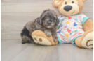 Best Mini Goldendoodle Baby