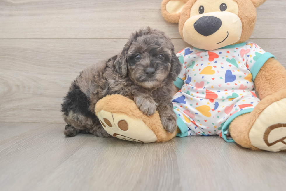 Best Mini Goldendoodle Baby
