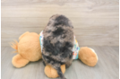 Popular Mini Goldendoodle Poodle Mix Pup