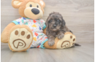 Mini Goldendoodle Pup Being Cute