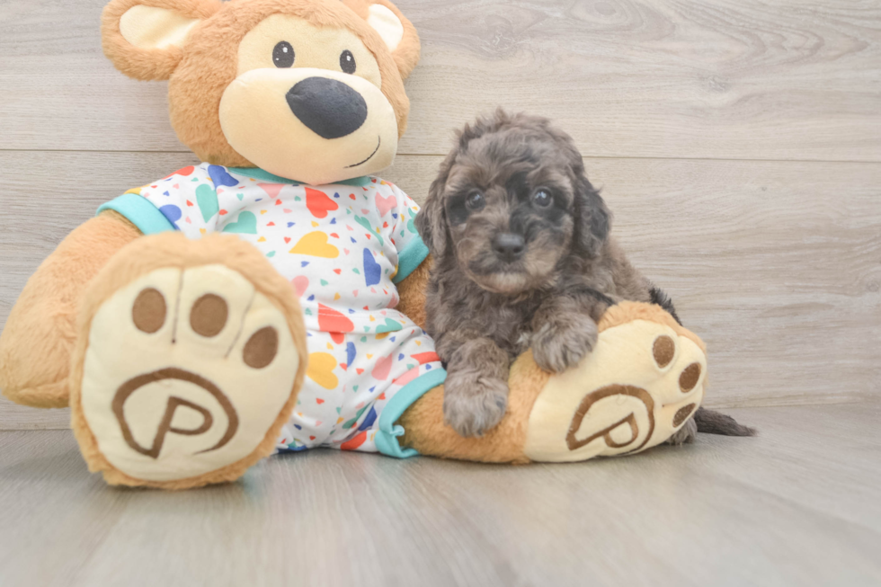 Mini Goldendoodle Pup Being Cute