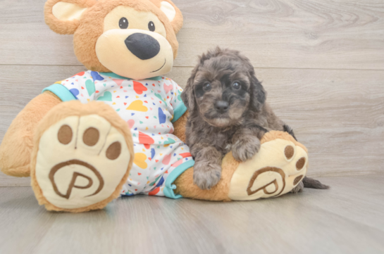 Mini Goldendoodle Pup Being Cute