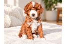 Best Mini Goldendoodle Baby