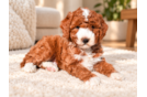 Cute Mini Goldendoodle Baby