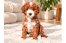 Mini Goldendoodle Pup Being Cute