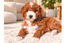 Mini Goldendoodle Pup Being Cute