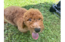 Cute Mini Goldendoodle Poodle Mix Pup