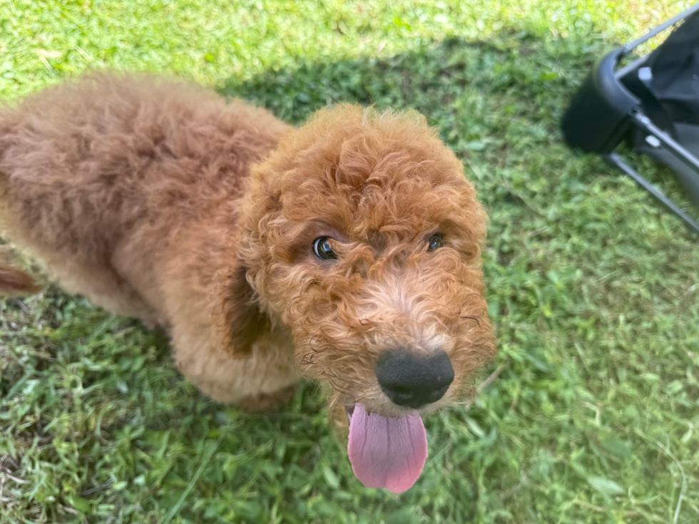 Cute Mini Goldendoodle Poodle Mix Pup