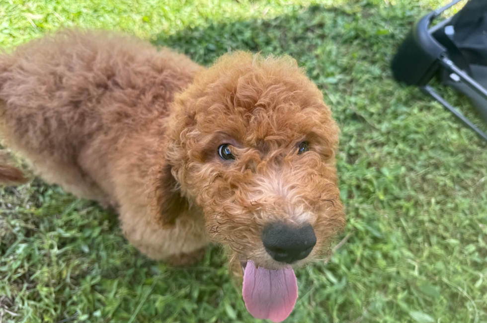 12 week old Mini Goldendoodle Puppy For Sale - Seaside Pups