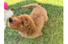 Cute Mini Goldendoodle Baby