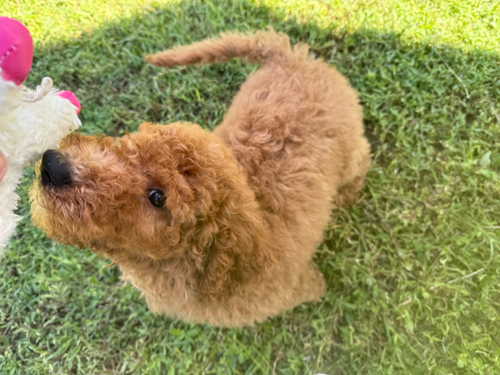 Cute Mini Goldendoodle Baby