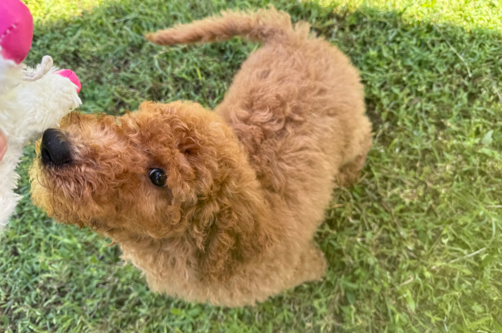13 week old Mini Goldendoodle Puppy For Sale - Seaside Pups