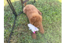 Cute Mini Goldiepoo Poodle Mix Puppy