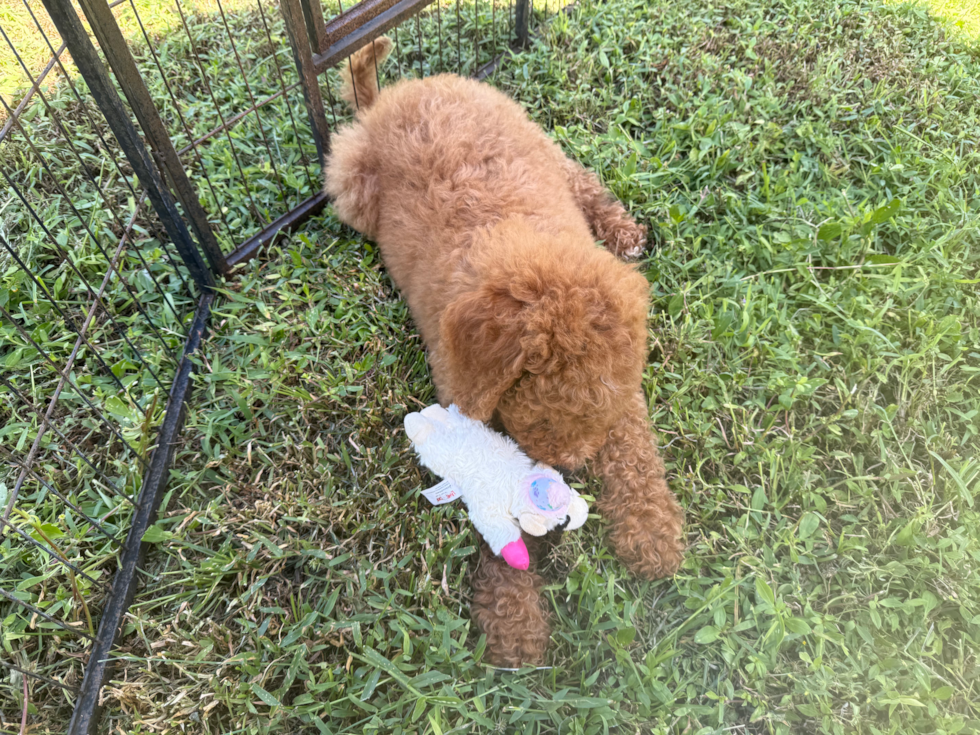 Cute Mini Goldiepoo Poodle Mix Puppy